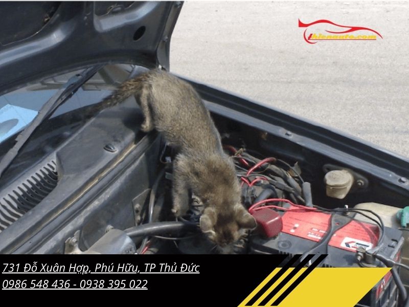 Xử lý mùi hôi của điều hoà ô tô Suzuki xl7